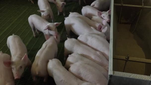 Pig farm with many pigs - Footage, Video