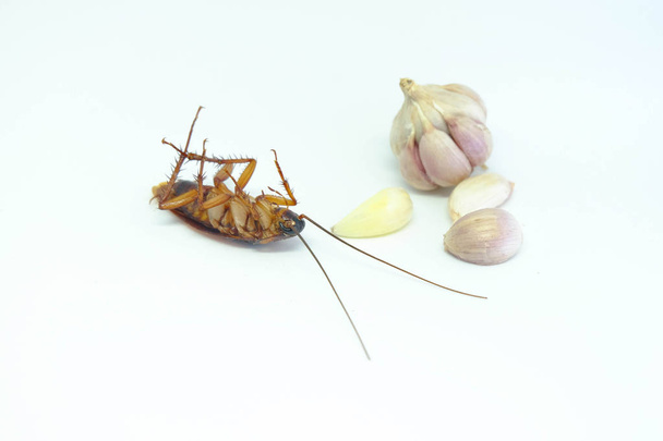 Česnek může honit šváby, zblízka šváb a česnek na izolované stylu. - Fotografie, Obrázek