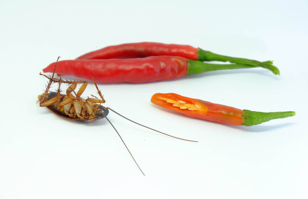 Un peperoncino può inseguire gli scarafaggi, Primo piano scarafaggio chili in stile isolato
. - Foto, immagini