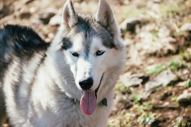 The Husky breed dog travels through the Caucasus Mountains - Zdjęcie, obraz