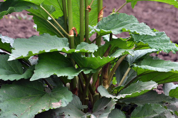ревень на ферме с большими зелеными листьями, используемый в пищу
 - Фото, изображение