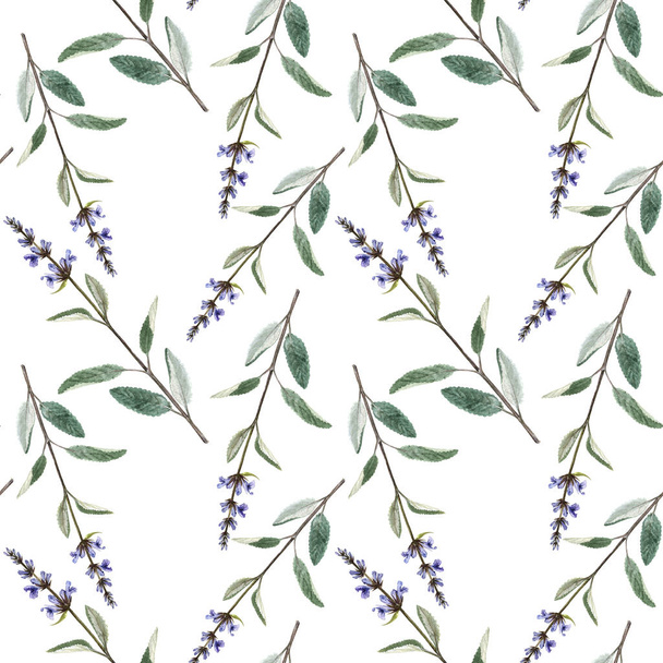 Seamless pattern with plants of salvia - Foto, afbeelding