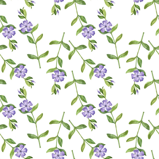 Seamless pattern with plant of periwinkle - 写真・画像