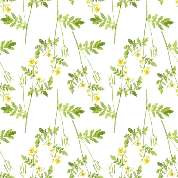 Seamless pattern with plant of celandine - Foto, Imagen