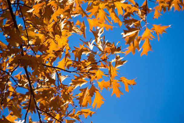 Colourful leaves in autumn season  - Photo, image