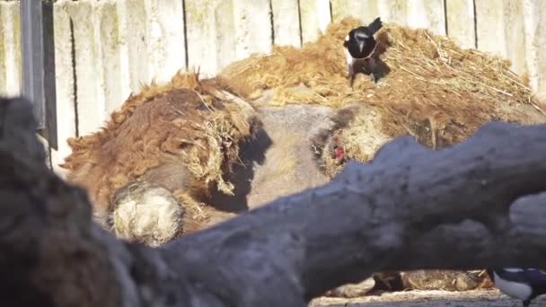 Eurázsiai szarkák peck húst ki beteg két púpos teve hasát. Kétpúpú teve (Camelus bactrianus) nagy, egyenletes-toed patás natív, Közép-Ázsia pusztáin. - Felvétel, videó