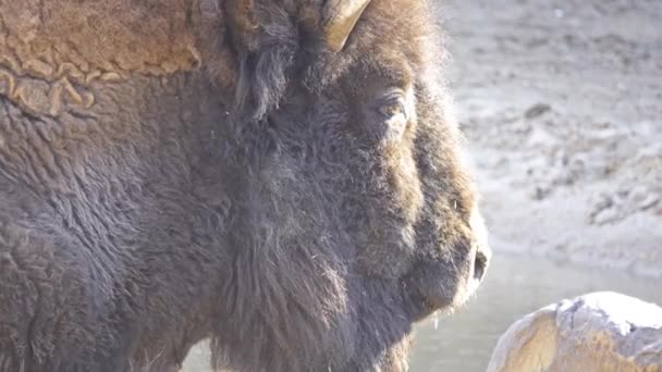 Amerikanischer Bison oder einfach Bison, auch bekannt als amerikanischer Büffel oder einfach Büffel, ist eine nordamerikanische Bisonart, die einst in riesigen Herden durch das Grasland Nordamerikas streifte.. - Filmmaterial, Video