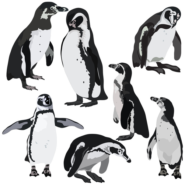 ペンギンのコレクション - ベクター画像