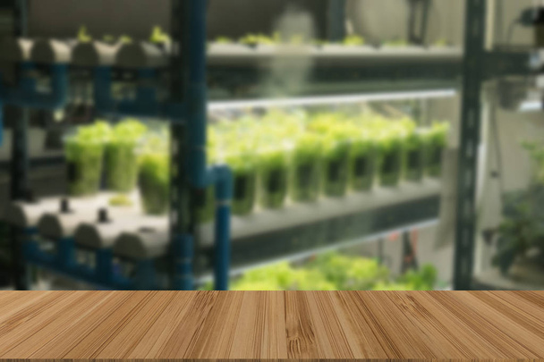 καλλιέργεια σε σύστημα ελέγχου της θερμοκρασίας με τον τεχνητό ελαφρύ με ξύλινο τραπέζι για επίδειξη ή μοντάζ προϊόν λαχανικών - Φωτογραφία, εικόνα