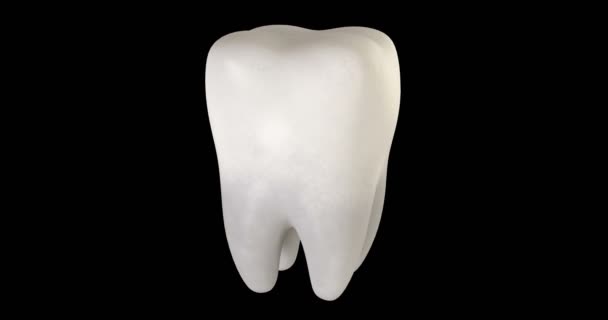 Animación 3D de un diente con alfa
 - Metraje, vídeo
