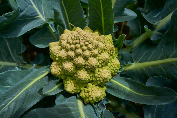 Romanesco broccoli cabbage or Roman Cauliflower plant in organic orchard homestead - Foto, afbeelding