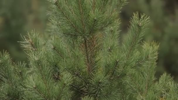 gałęzie świerku w lesie - Materiał filmowy, wideo