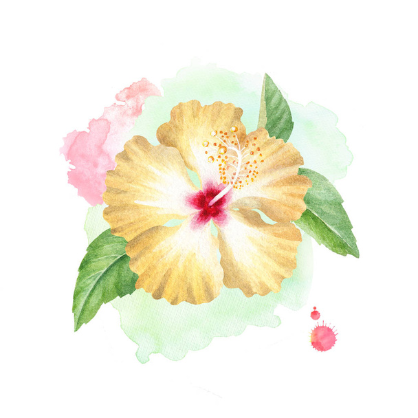 Watercolor illustration of hibiscus flower - Photo, image