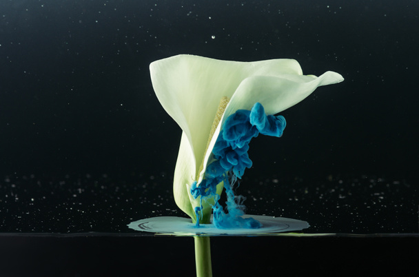 Nahaufnahme der schönen zarten weißen Calla-Lilie Blume und blauer Tinte auf Schwarz - Foto, Bild