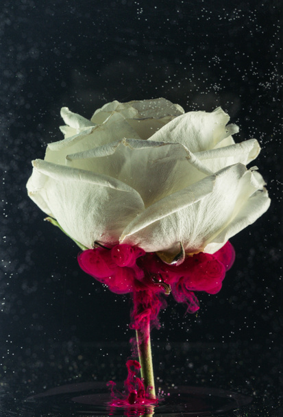 close-up view of beautiful tender white rose flower and pink ink on black  - Foto, Imagen