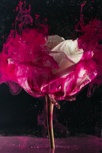 schöne weiße Rosenblüte und leuchtend rosa Tinte auf Schwarz   - Foto, Bild