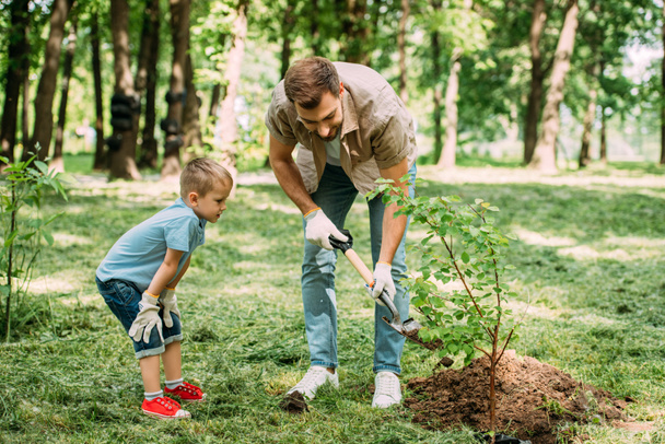 father and son planting tree with shovel at park - Photo, Image
