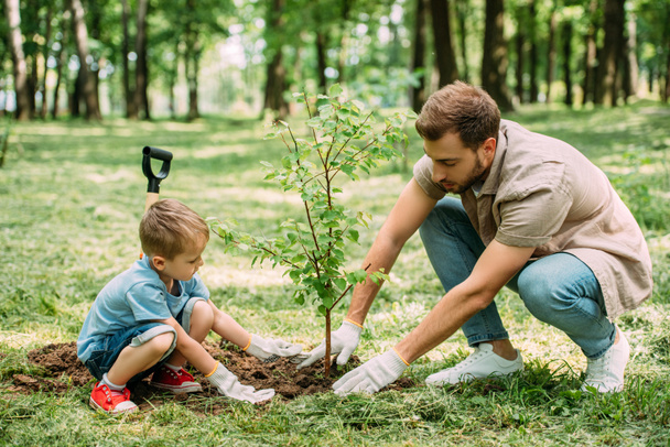vista lateral do pai e filho plantando árvore no parque
 - Foto, Imagem
