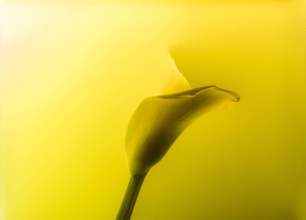 γκρο πλαν θέα όμορφη calla κρίνος λουλούδι σε αφηρημένο κίτρινο χρώμα - Φωτογραφία, εικόνα