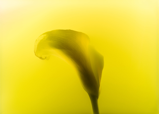 close-up view of beautiful calla lily flower in yellow paint - Photo, Image