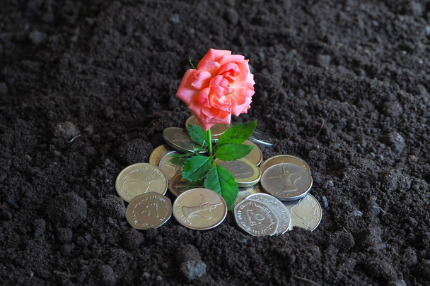 Moedas dos EAU. Moedas e a flor de rosas no solo fértil. O conceito de riqueza e prosperidade
. - Foto, Imagem
