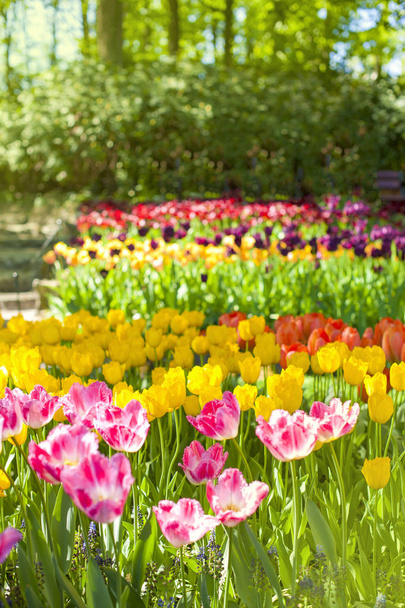 Spring landscape with multicolor tulips. Nature background - 写真・画像