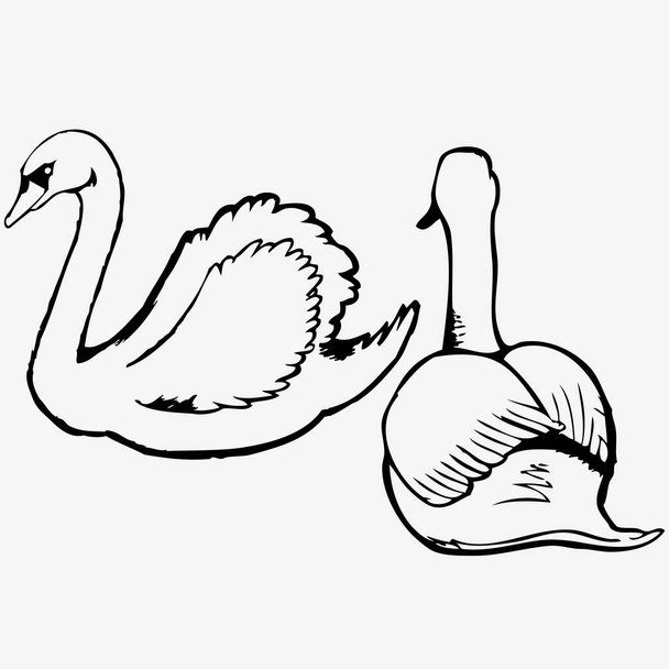 hand graphics  swans isolated on white background - Wektor, obraz
