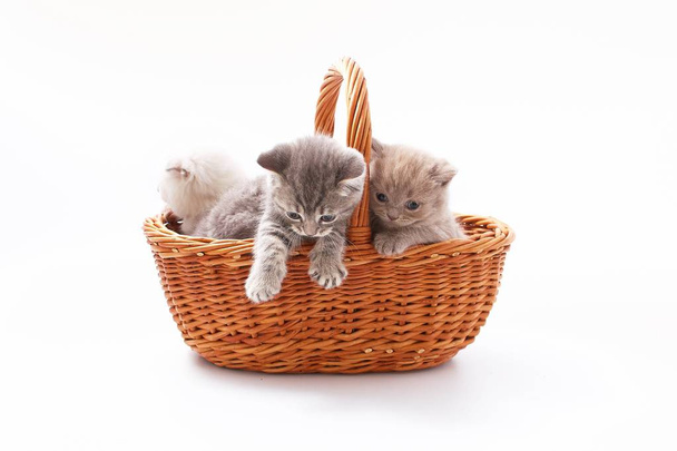 piccoli bellissimi gattini divertenti su sfondo bianco - Foto, immagini