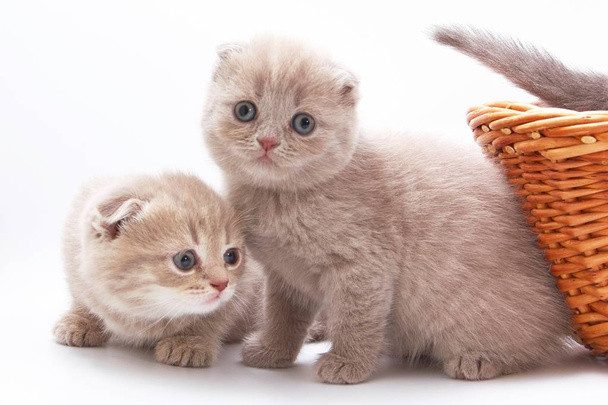 petits beaux chatons drôles sur un fond blanc - Photo, image