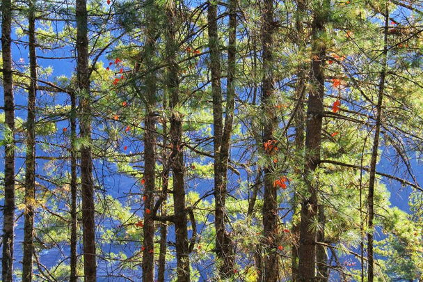 Podrobnosti o zeleného borového lesa s pozadím modrých horách. Pohled z lesa na stezce do Taktshang Goemba nebo tygří hnízdo kláštera, Paro, Bhútán - Fotografie, Obrázek