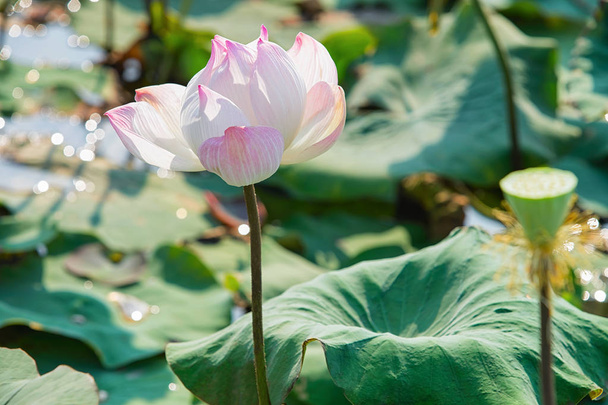 Roze Lotus bloemen veld en boerderij in Siem Reap, in Cambodja. - Foto, afbeelding