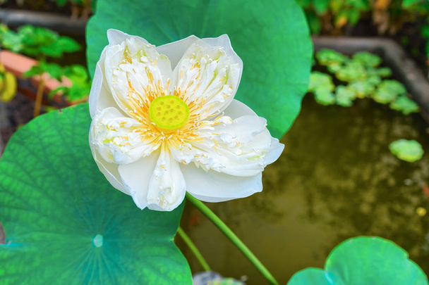 Witte Lotus bloemen veld en boerderij, in Siem Reap, in Cambodja. - Foto, afbeelding