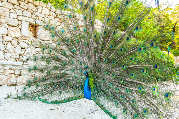 Pavo real macho adulto que muestra plumas coloridas y vibrantes con cuerpo azul vivo y color verde y amarillo neón desplegado cola en la isla de Lokrum en Croacia
. - Foto, imagen