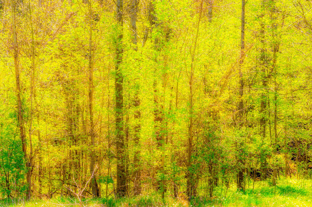 Spring Forest - Фото, зображення