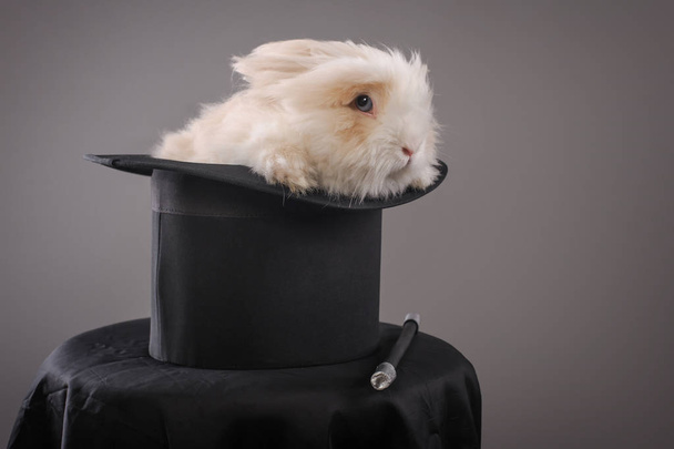 Magic hat with beautiful white rabbit. Close up - Photo, image