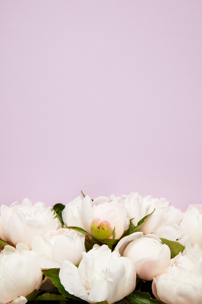 紫色の背景に分離された美しいの入札の咲く牡丹の花のクローズ アップ ビュー - 写真・画像