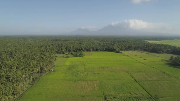 Grunty rolne w prowincji górskiej Filipiny, Luzon - Materiał filmowy, wideo