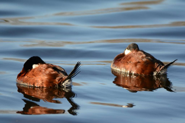 Spring Napping Ruddy Ducks / Bright spring capture of two drake ruddy ducks, quietly napping in  a placid freshwater habitat. - Photo, Image