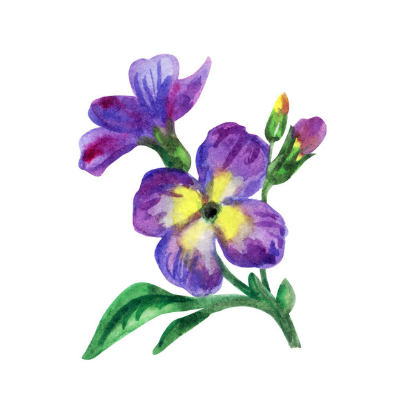 Ggillyflowers, watercolor painting on white background isolated. - Photo, Image