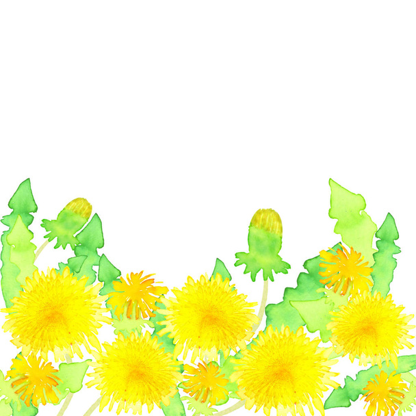 growing yellow watercolor dandelions meadow isolated on white background with space for text - Photo, Image