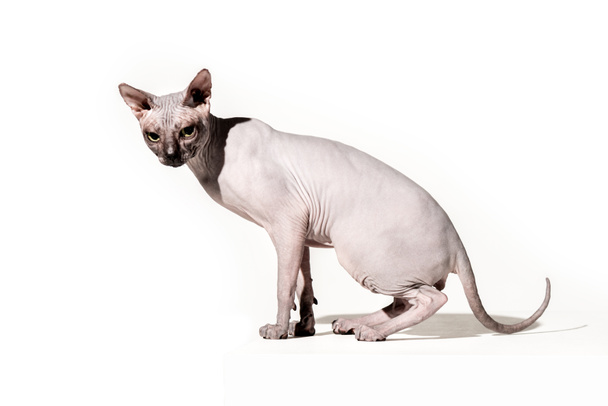 adorable domestic sphynx cat looking at camera on white - Photo, Image