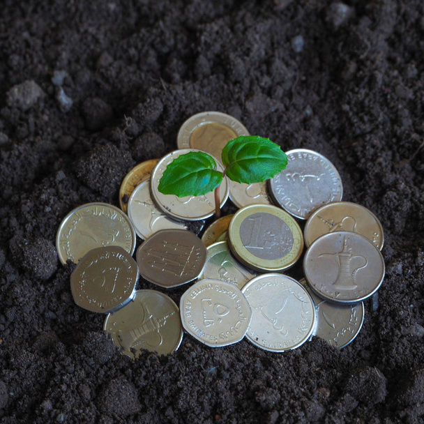 Monedas de los EAU. Monedas y plantas verdes en tierras fértiles
. - Foto, Imagen
