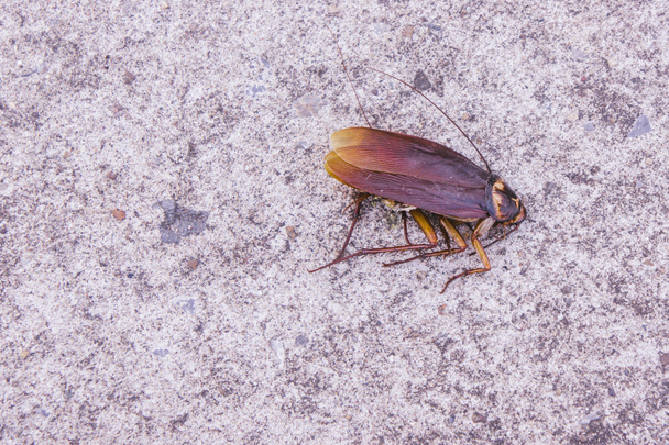 Las cucarachas yacen muertas en el suelo
 - Foto, Imagen