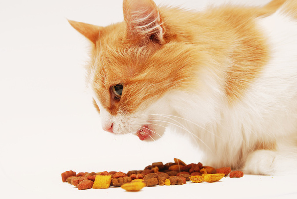 kočka jídlo - Fotografie, Obrázek
