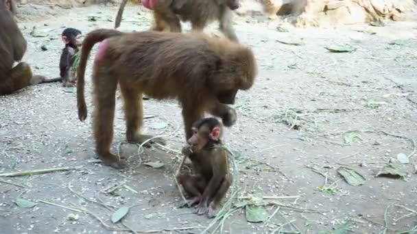 Baby baboon monkey eats an branch with mother at the zoo - Footage, Video