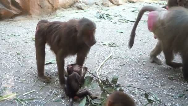 Família de macacos babuínos come um ramo no zoológico
 - Filmagem, Vídeo