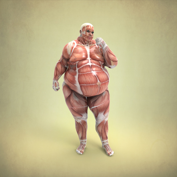 肥満の人間の解剖学 - 写真・画像