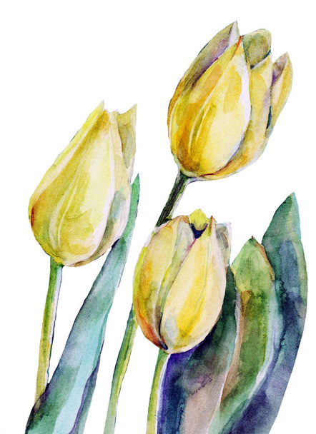 Aquarell gelbe Tulpen auf gelbem Hintergrund. Illustration des Straußes. - Foto, Bild