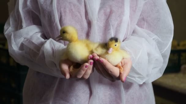 Two cute newborn ducklings in female hands - Materiał filmowy, wideo