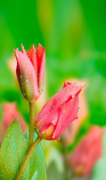 Flores de tulipanes en primavera con gotas de lluvia sobre fondo verde
 - Foto, Imagen
